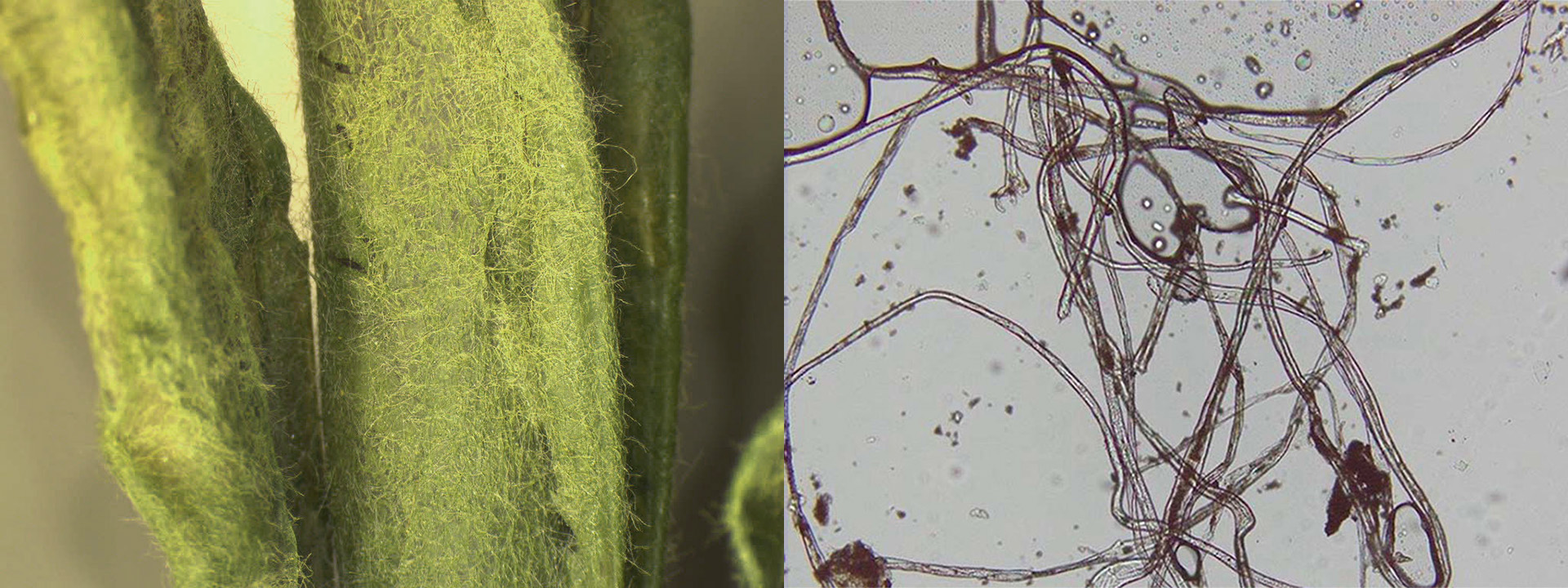 A leaf from the glass flower model of Common Mullein alongside a microscopic view of the glass fibers used to create the textures.