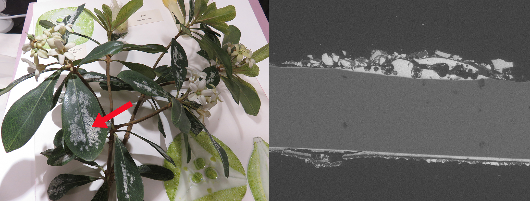 A macroscopic image of Japanese Cheesewood alongside a microscopic image showing deterioration due to humidity.