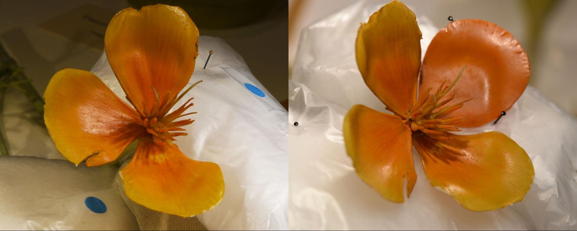 A glass model of a California Poppy, shown before and after repairs.