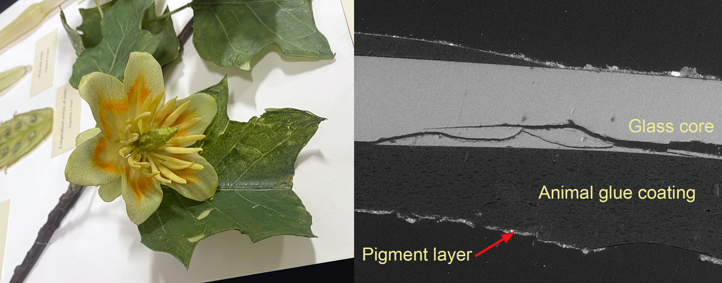 A glass flower, shown both macroscopically as well as microscopically, with text outlining the glass core (with visible breaks), animal glue coating, and the pigment layer.