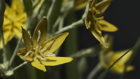 A glass flower model of Hypoxis hirsuta, also known as the Common Goldstar, showing subtle details and textures.
