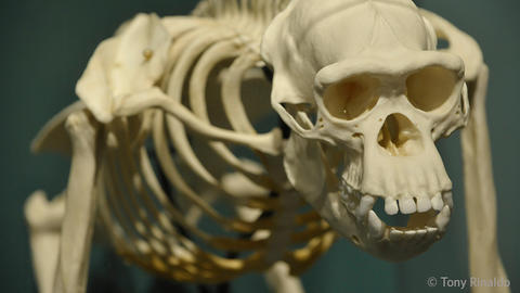 chimp skeleton on display.