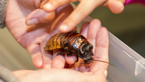 A child's hand petting a hissing cockroach.