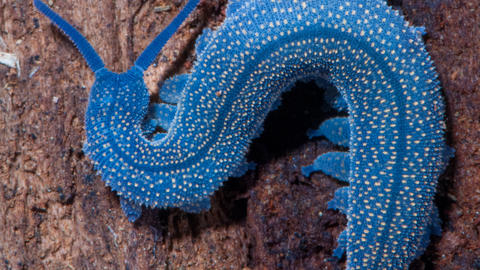 A blue velvet worm.