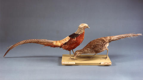 Two taxidermy pheasants