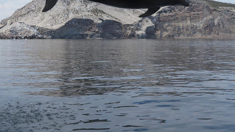 A leaping bottlenose dolphin.