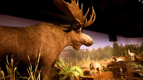 A taxidermied moose.