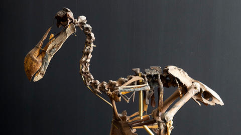 Dodo skeleton.