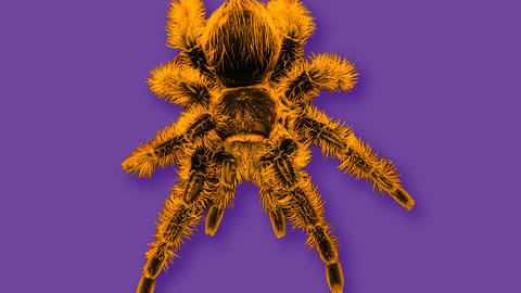 A brightly colored design of a large spider.