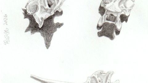 A pencil sketch of three loose vertebrae.