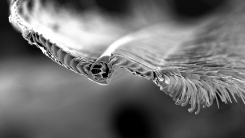 A microscopy photo of a cross-section of a feather.