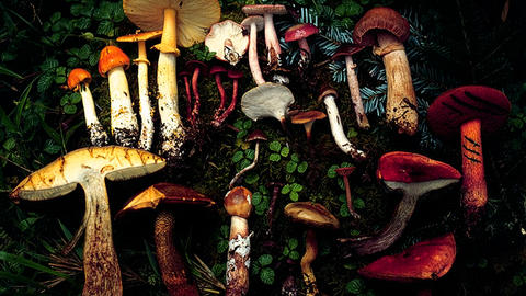 Several mushrooms, picked and laid out on a bed of greens.