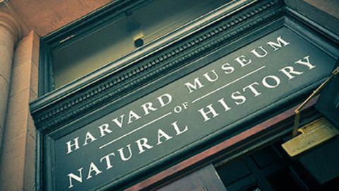 harvard museum of natural history sign over the entrance.