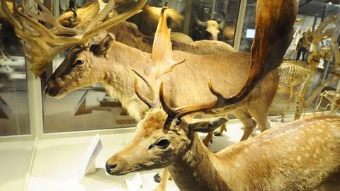 two antlered creatures in mammal hall.