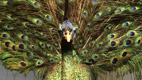 peacock displaying feathers in gallery.