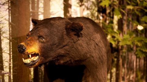 snarling bear in gallery.