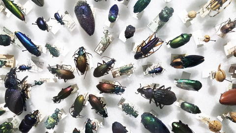 A concentric display of colorful beetles.
