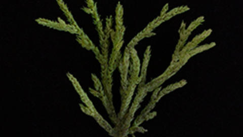 Life size model of the spike-moss, Selaginella rupestris. Model 422, Leopold and Rudolf Blaschka, 1893.