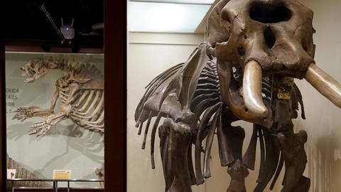 Cenozoic gallery