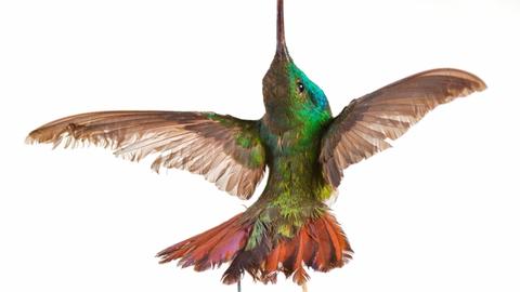hummingbird in flight.