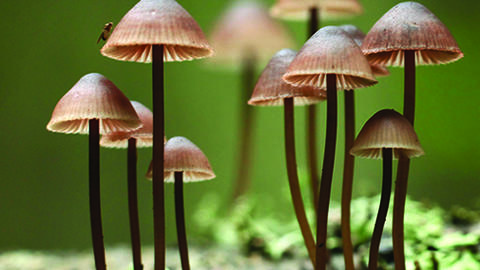 Fungus Fair image