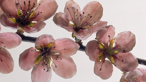 glass flower branch of peach blossoms.