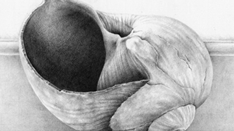 A pencil sketch of a shell.