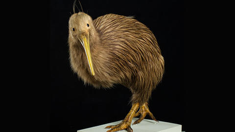 Amazing Animals