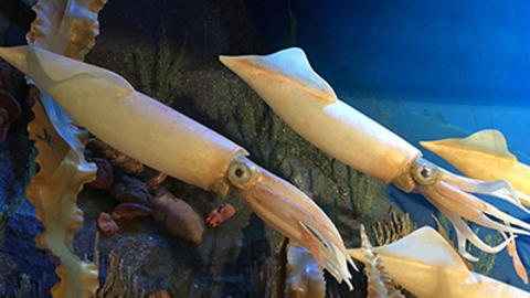 marine squid in gallery.