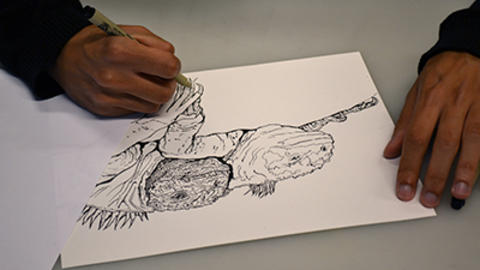 adult hands draw reptile illustration.