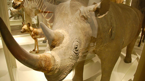 rhinoceros in gallery. 