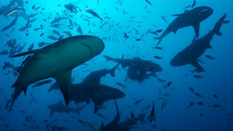 Sharks swimming in the ocean.