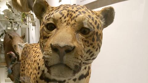 jaguar face in gallery.