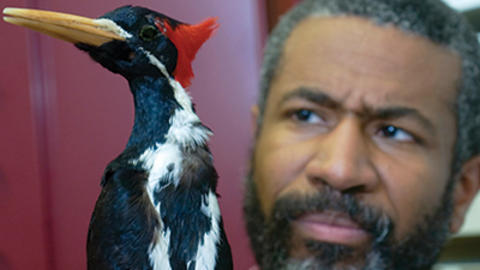 male professor looks at mounted bird specimen.