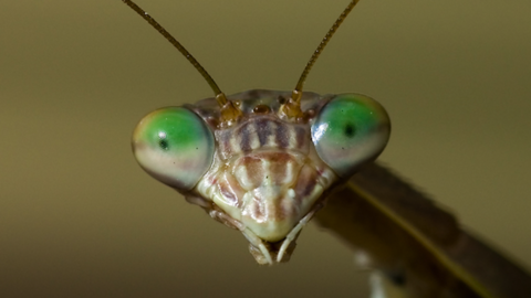 A closeup of a praying mantid's face.