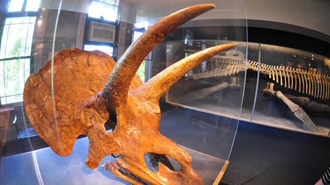 A fossilized triceratops skull.