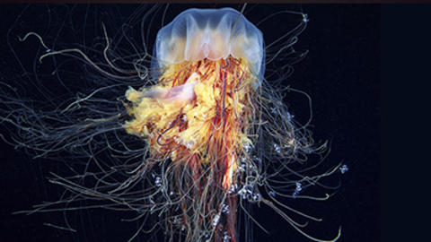 Lion's Mane Jellyfish