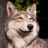 wolf_01.jpg