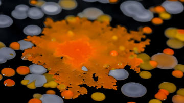 Cabbage Microbes
