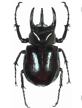 Caucasus Beetle