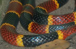 Close up of a coral snake.
