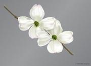 Dogwood Color Image