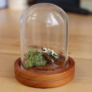 A glass dome housing a beetle and bright green moss.
