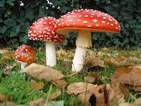 mushrooms