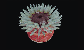 Glass sea creature model