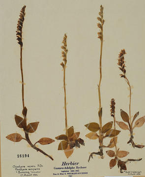 Flatten examples of flowers.