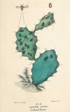 A historical scientific illustration of cochineal insects on a cactus.