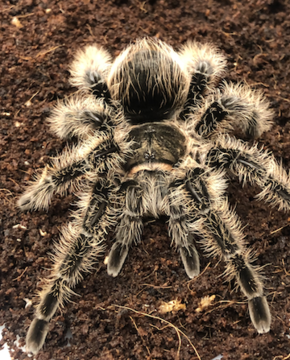 Tarantula on dirt