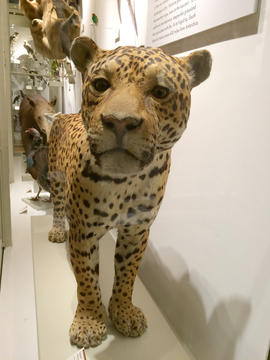 taxidermy jaguar