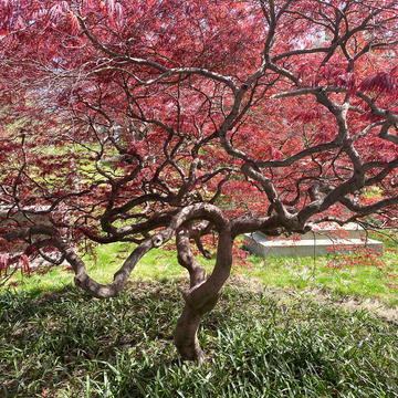 Maple tree with purple reddish leaves.